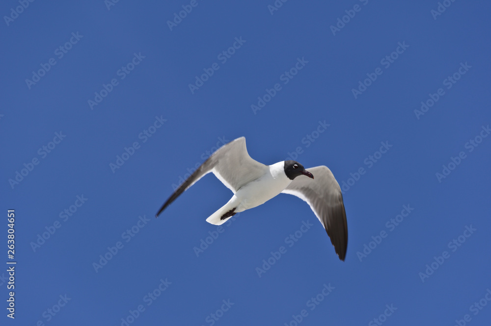 Obraz premium Laughing Gull Flight