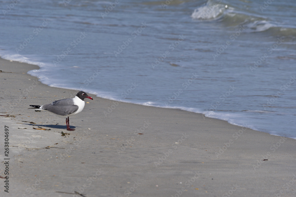 laughing gull