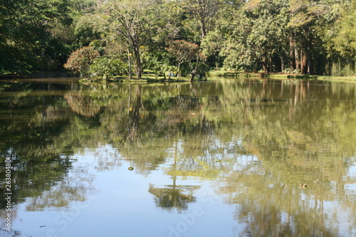 lagoa lago água natureza arvore 