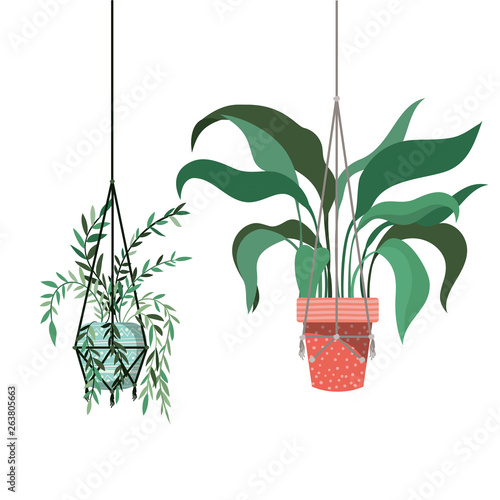 houseplants on macrame hangers icon