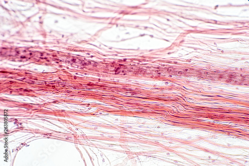 Areolar connective tissue under the microscope view. photo