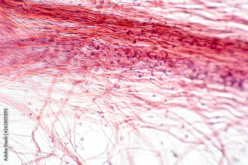 Papier peint Areolar connective tissue under the microscope view.
