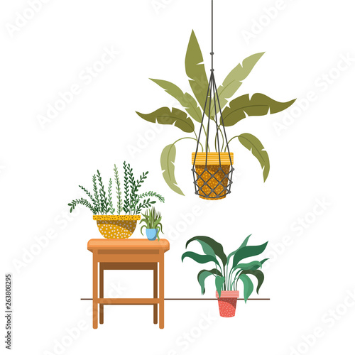 houseplants on macrame hangers and table