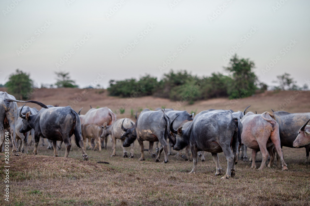 The background of animals (buffalo herds) that walk, run in the fields, are blurred by movement, live together in groups and use for agriculture, rice farming in Thailand. The background of animals (buffalo herds) that walk, run in the fields, are blurred by movement, live together in groups and use for agriculture, rice farming in Thailand.