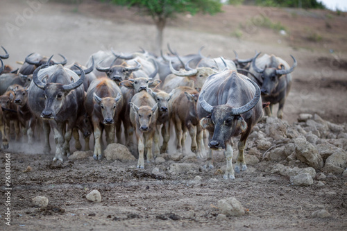 The background of animals (buffalo herds) that walk, run in the fields, are blurred by movement, live together in groups and use for agriculture, rice farming in Thailand. © bangprik