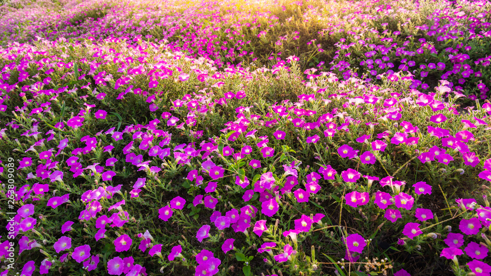 Naklejka premium Landscape of blooming pink and white flower field on mountain under the red colors of the summer sunset.