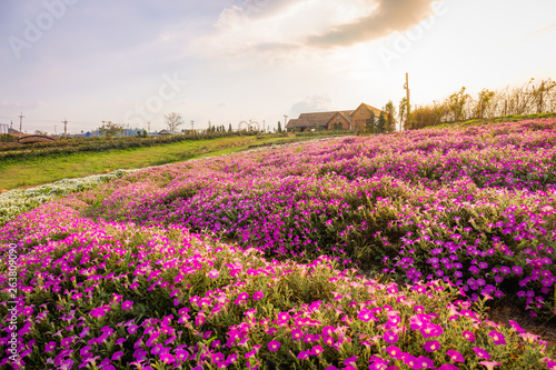 Landscape of blooming pink and white flower field with beautiful house on mountain under the red colors of the summer sunset.