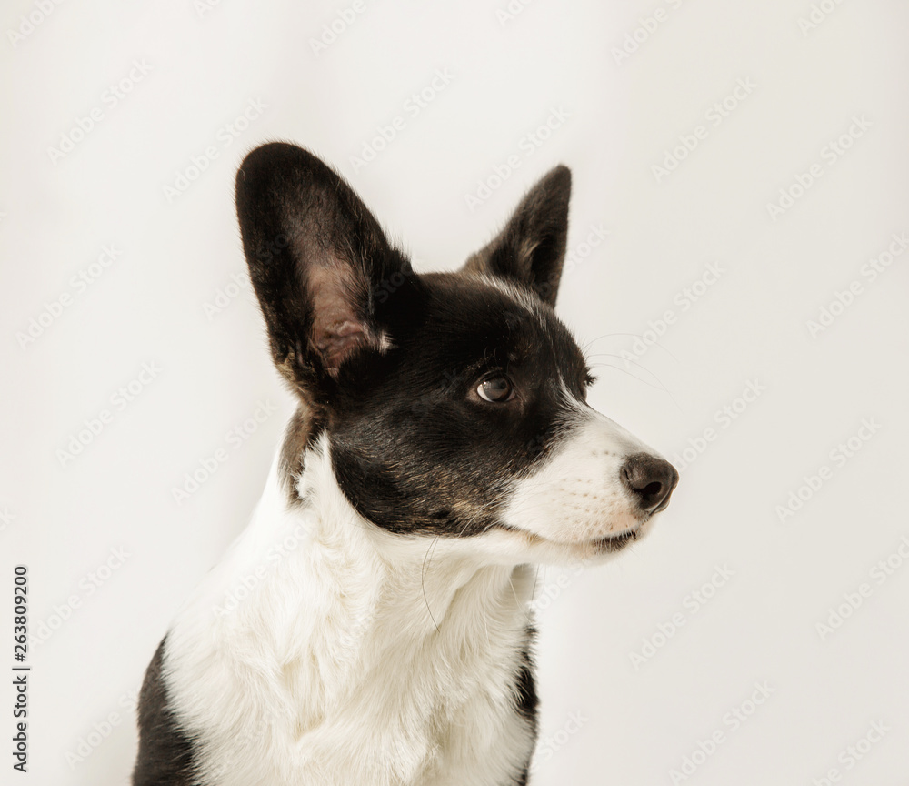 Portrait of a black and white corgi looking to the side on an isolated background