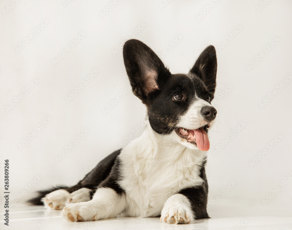 Close shot of black and white corgi lying and looking at side in the room