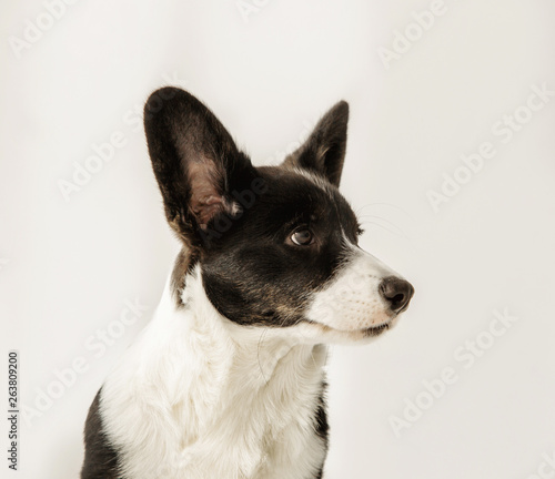 Portrait of a black and white corgi looking to the side on an isolated background © kristinakibler