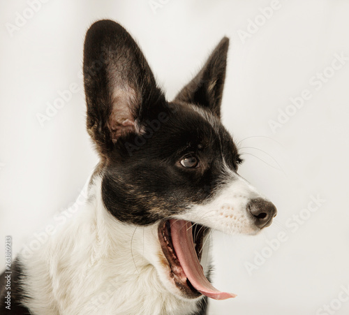 Portrait of black and white corgi looking to the side yawning