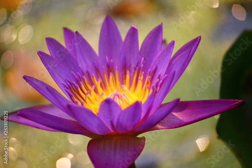 close up beautiful single blooming purple lotus