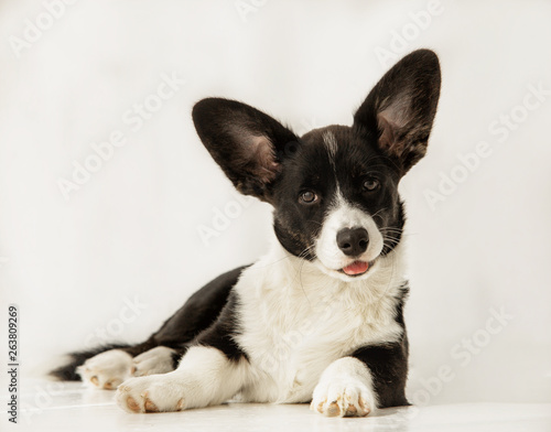 Portrait of cute black and white corgi lying and looking ahead on a floor