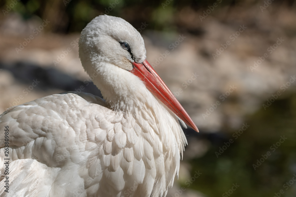 Fototapeta premium portrait of stork