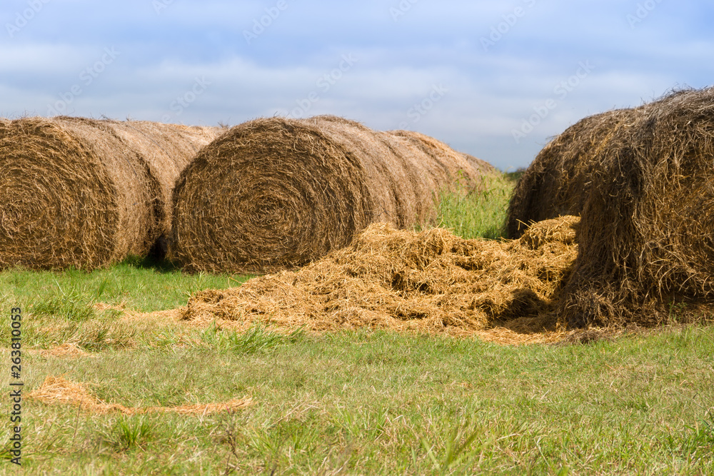 agricultural scene with alfalfa rolls in the argentinian countryside