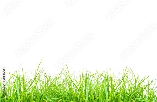Green grass on white background.