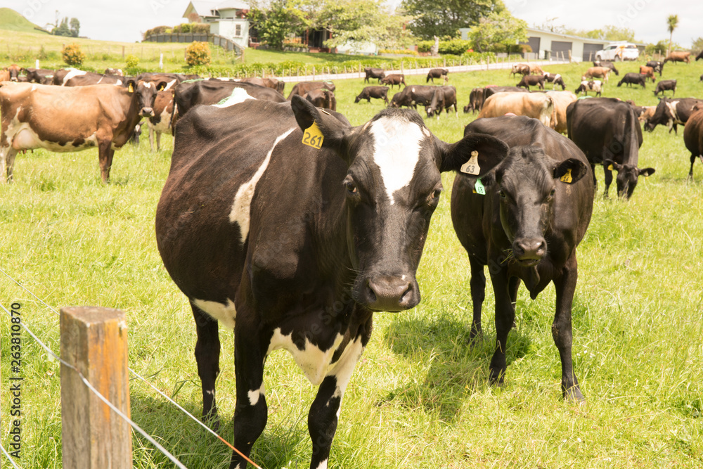 Inquisitive cattle and cows having their photo taken Inquisitive cattle and cows having their photo taken