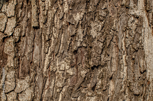 The background view of the tree bark is closer, has a rough brown color according to the growth of the stem, natural beauty 