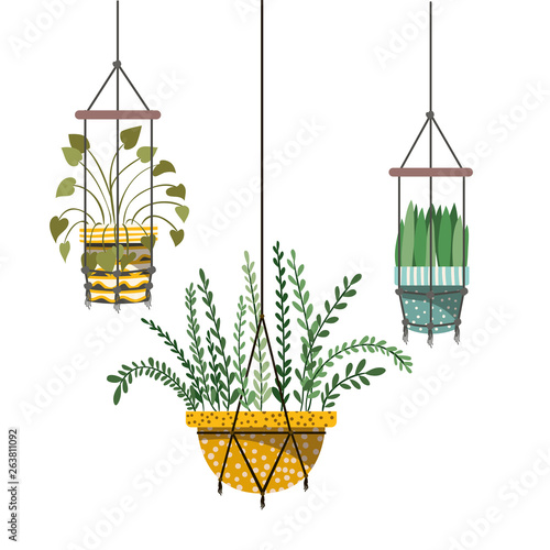 houseplants on macrame hangers icon