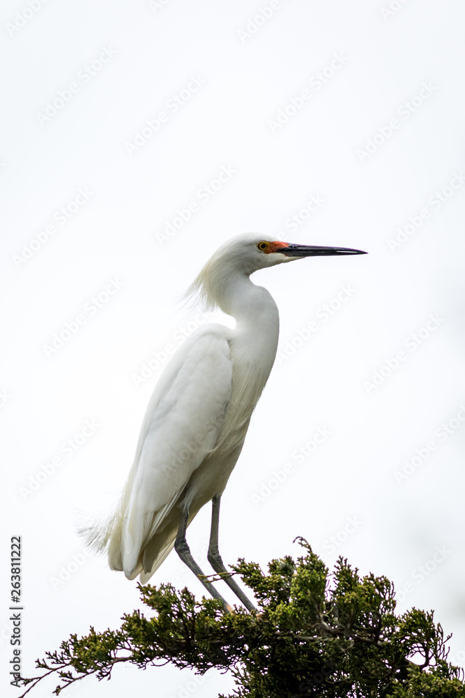 Snowy Egret, Egretta thula, a small white heron looks graceful and elegant in delicate whispy plumage on green branch and white background, portrait Snowy Egret, Egretta thula, a small white heron looks graceful and elegant in delicate whispy plumage on green branch and white background, portrait