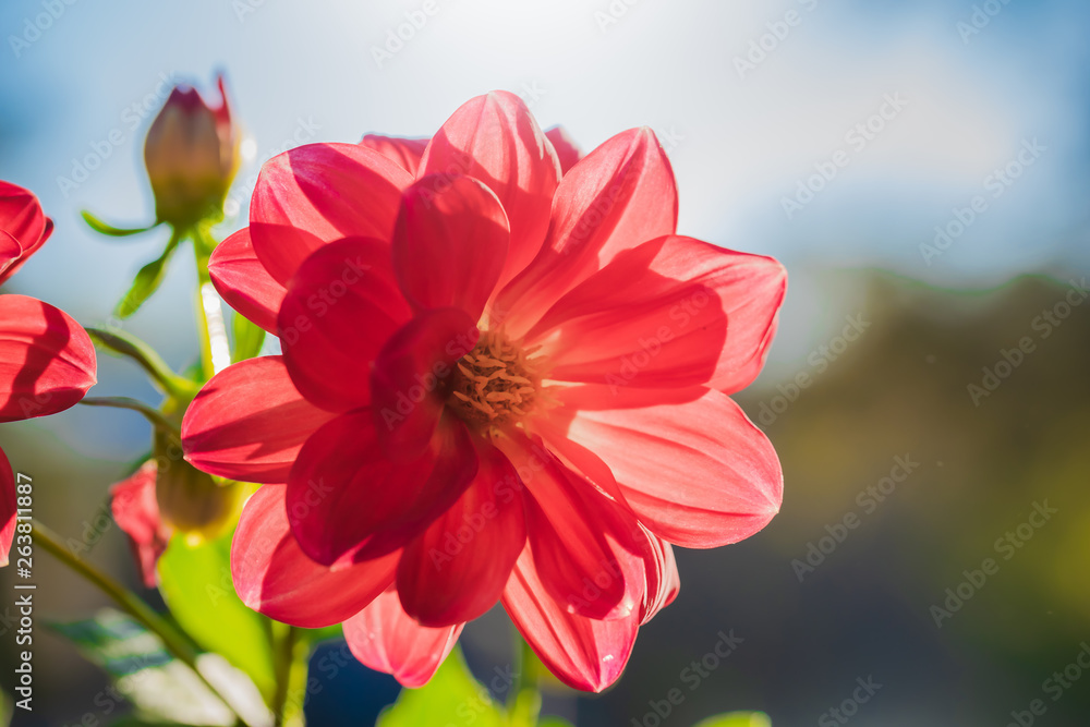 flowering red dahlias in the garden flowering red dahlias in the garden