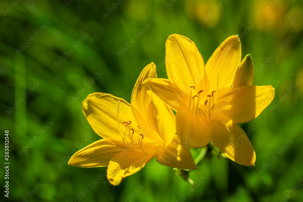 Spring flower narcissus Spring flower narcissus