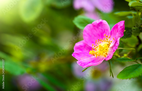 Blooming pink eglantine spring day