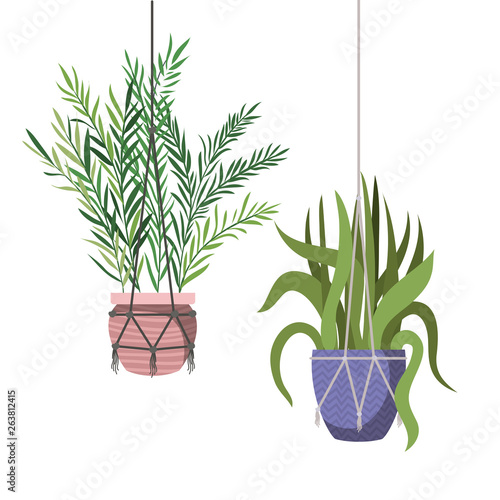 houseplants on macrame hangers icon