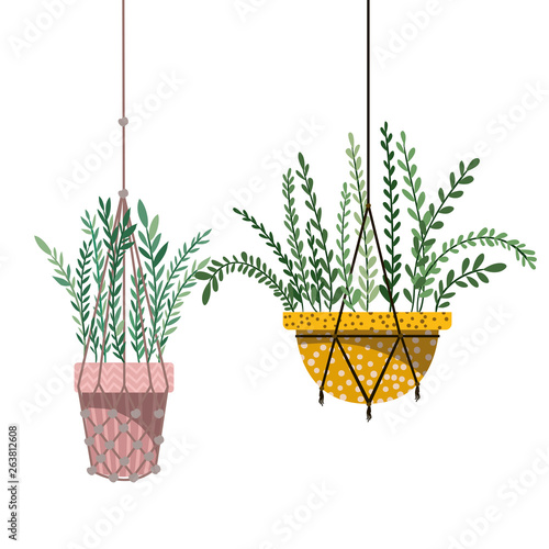houseplants on macrame hangers icon