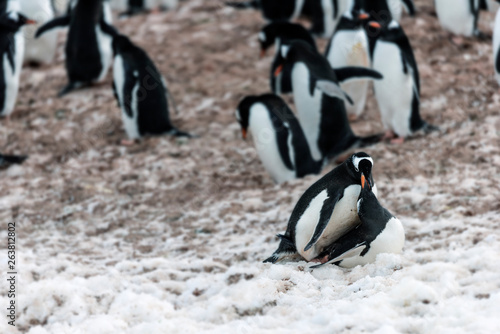 Gentoo Penguins Mating