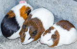 Three guinea pigs resting in the corner