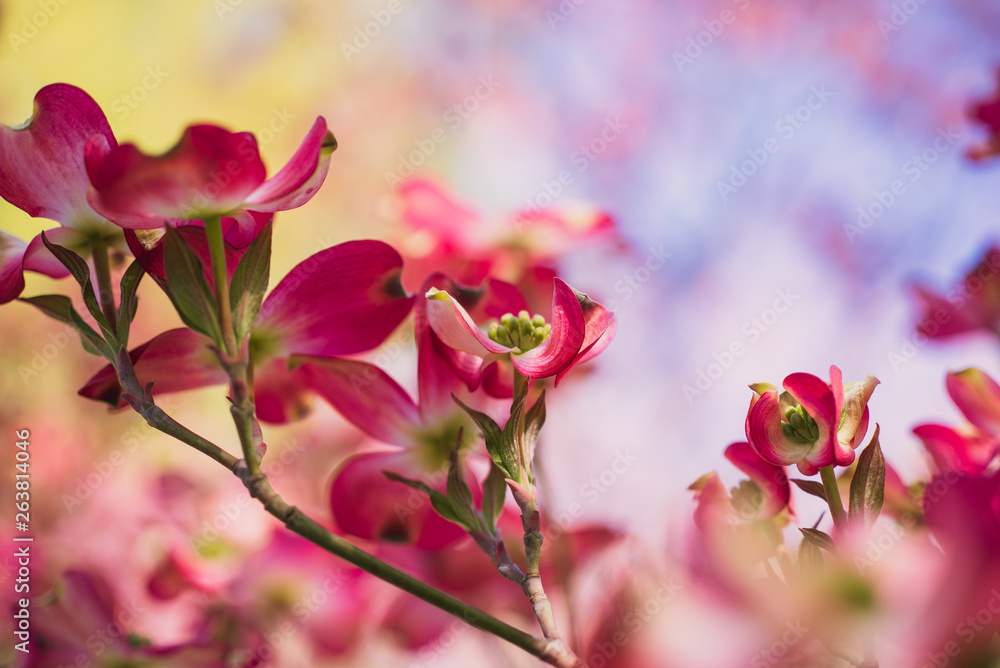 Pink dogwood flowers blooming in the Spring Pink dogwood flowers blooming in the Spring