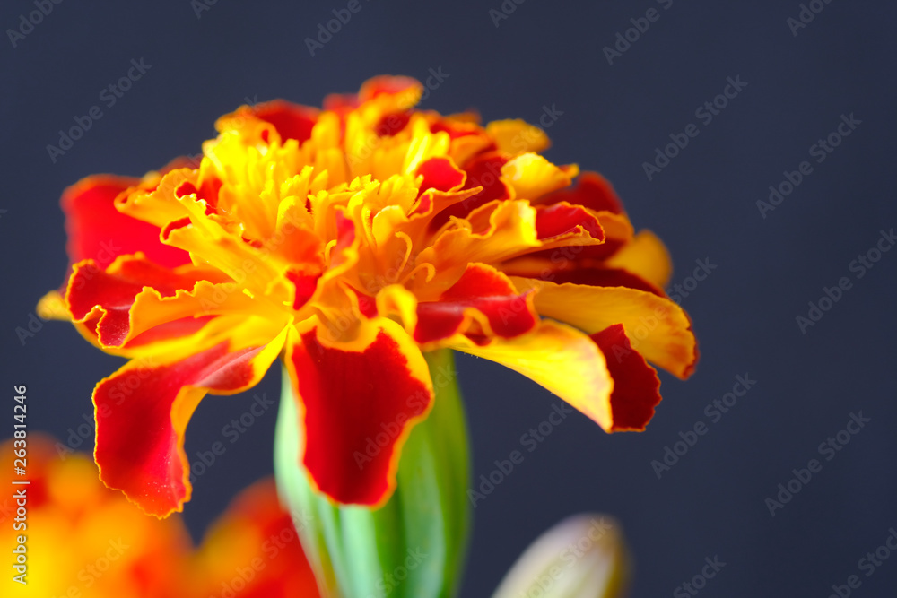 marigold flower marigold flower