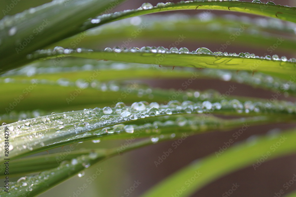 Naklejka premium drops on green leaf