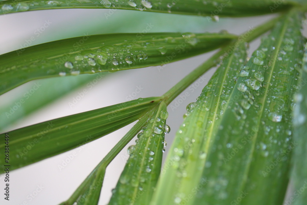 green leaf with water drops green leaf with water drops