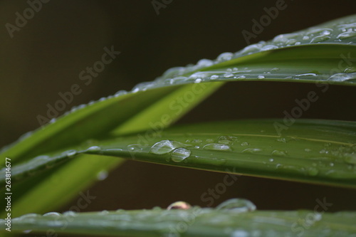 water drops on green leaf