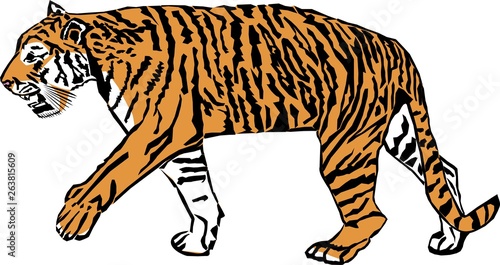 Tiger walking vector design element for websites, blogs, advertisements, flyers, posters, backgrounds, business cards, logo, and tri-folds	