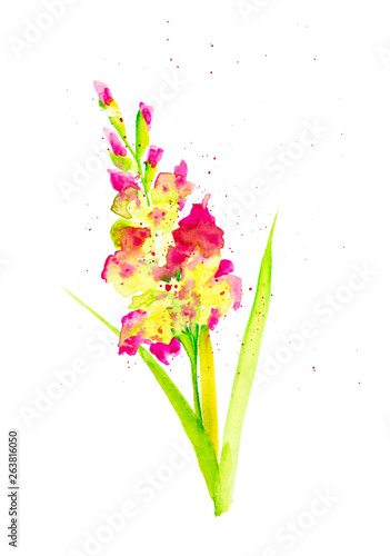 Fototapeta Naklejka Na Ścianę i Meble -  Watercolor illustration of a beautiful gladiolus flower surrounded by abstract pollen drops. Isolated on white background