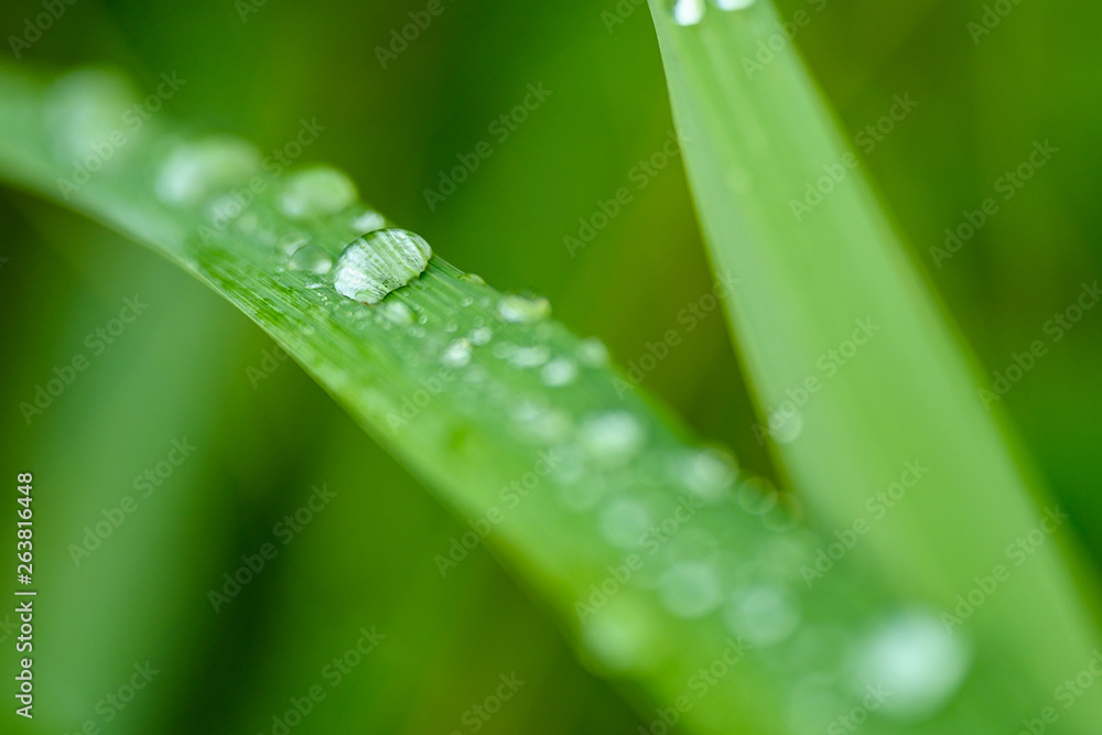 Closeup Drops of water on green leaf, the nature view in the garden at summer. Closeup Drops of water on green leaf, the nature view in the garden at summer.