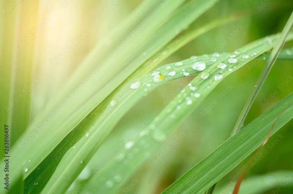 Closeup Drops of water on green leaf, the nature view in the garden at summer. Closeup Drops of water on green leaf, the nature view in the garden at summer.