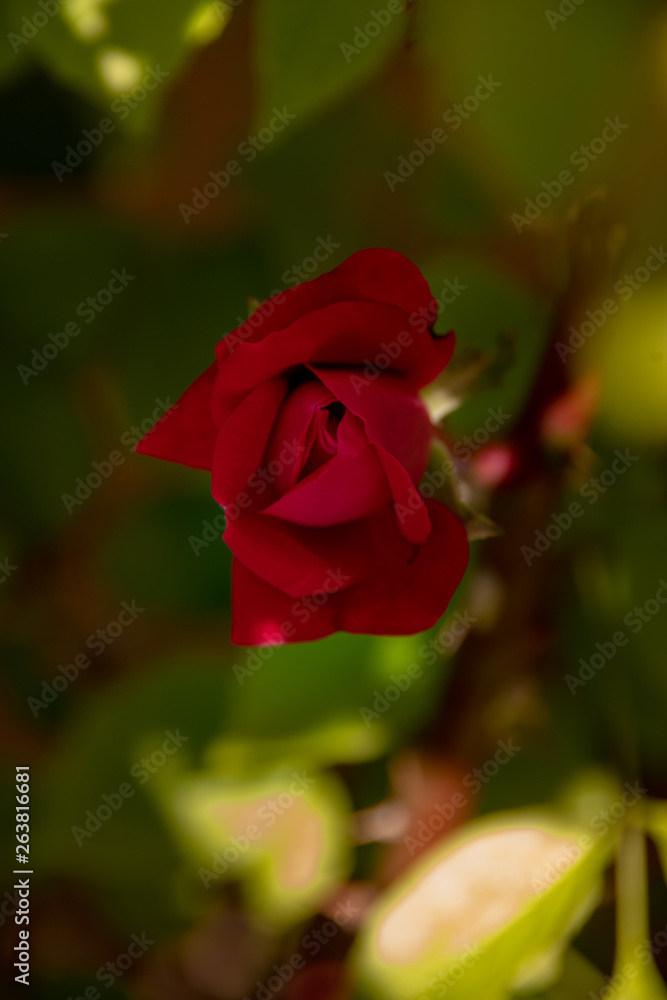 Fototapeta premium Red Rose