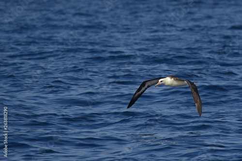Laysan Albatross soaring over the waves