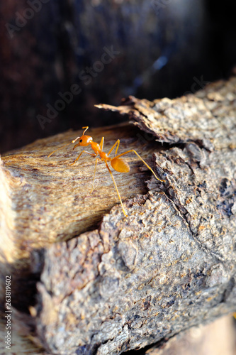 Closeup of ants life © hiran5