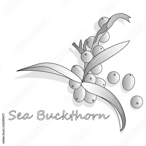 Branch of sea buckthorn berries with leaves. Vector illustration set on white background.