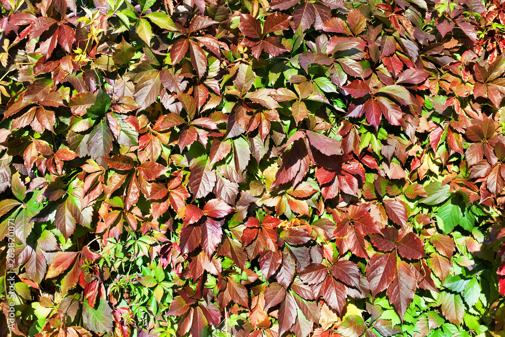 Green and red grape leaves backdrop, colorful foliage texture background close up, autumn or summer design, copy space, bright color floral pattern, Parthenocissus or Virginia creeper climbing plant Green and red grape leaves backdrop, colorful foliage texture background close up, autumn or summer design, copy space, bright color floral pattern, Parthenocissus or Virginia creeper climbing plant