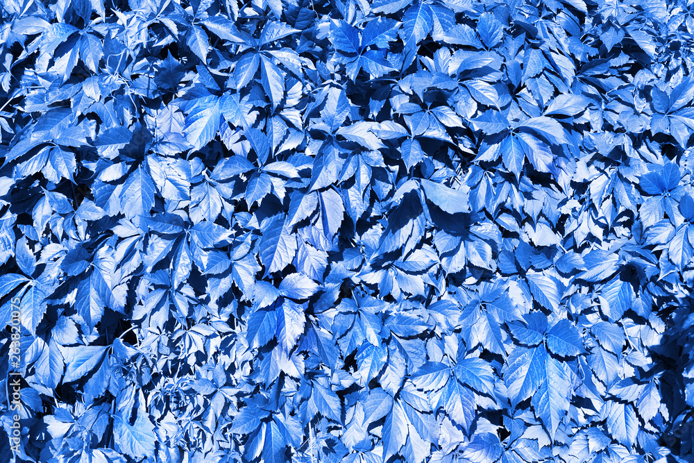 Blue grape leaves backdrop, abstract foliage texture background close up, fantasy creative nature pattern design, copy space, decorative floral image, Parthenocissus or Virginia creeper climbing plant Blue grape leaves backdrop, abstract foliage texture background close up, fantasy creative nature pattern design, copy space, decorative floral image, Parthenocissus or Virginia creeper climbing plant