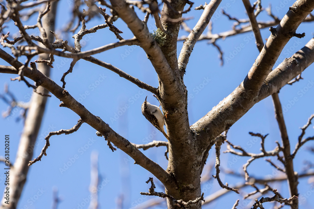 Brown creeper (Certhia americana), also known as the American treecreeper Brown creeper (Certhia americana), also known as the American treecreeper