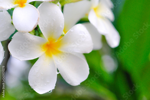 White flowers, blurred backgrounds and bokeh