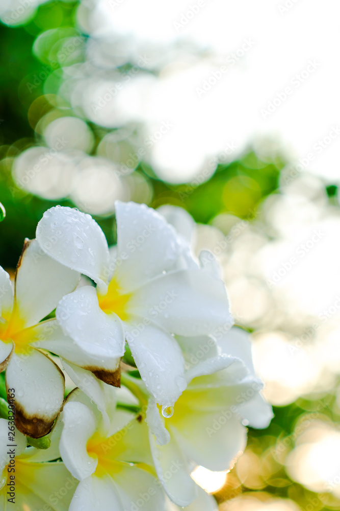 Obraz premium White flowers, blurred backgrounds and bokeh