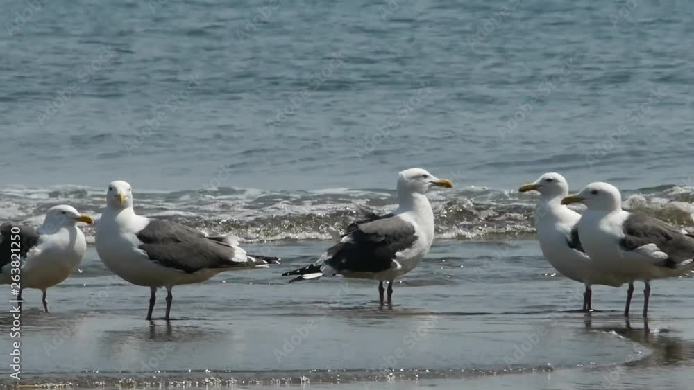 seagulls on the beach seagulls on the beach